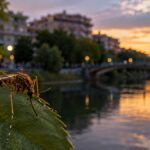 Τρίκαλα: Στα 5 τα κρούσματα του Δυτικού Νείλου