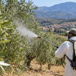 Λάρισα - 5ος ψεκασμός για τον δάκο από 30 Σεπτεμβρίου