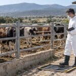 Αφθώδης πυρετός: Στις ΔΑΟΚ οι αποφάσεις θανάτωσης