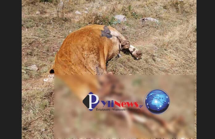 Αρκούδα επιτέθηκε σε κοπάδι αγελάδων στον Δήμο Πύλης