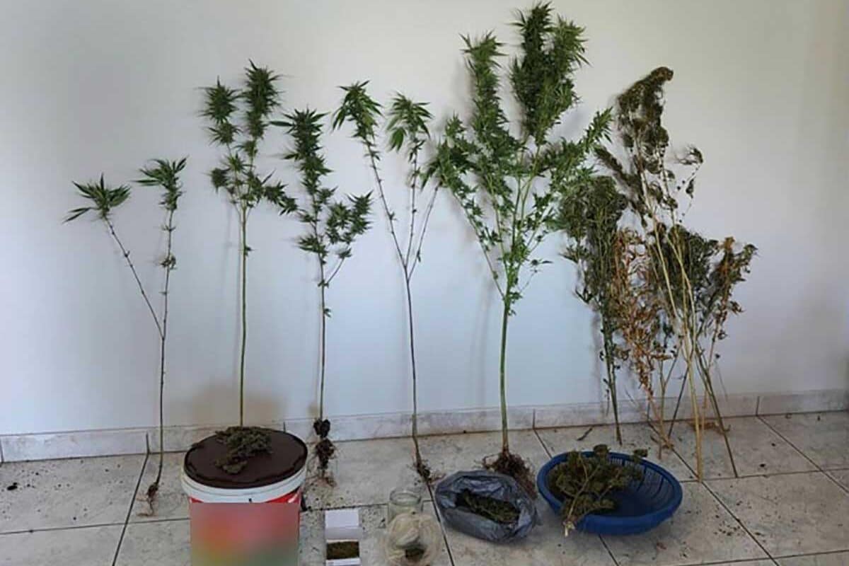 Καρδίτσα: Συνελήφθη 51χρονος για καλλιέργεια κάνναβης