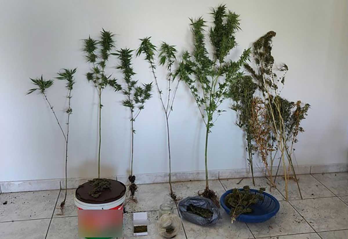 Καρδίτσα: Συνελήφθη 51χρονος για καλλιέργεια κάνναβης