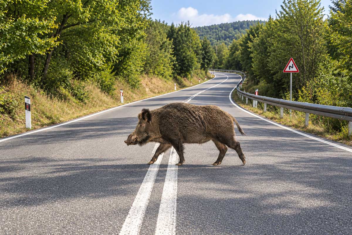 Τρίκαλα: Αγριογούρουνο και πέντε ΙΧ σε τροχαίο